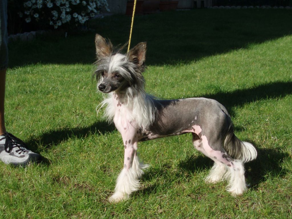  atxarrea sweet cake of chocolat