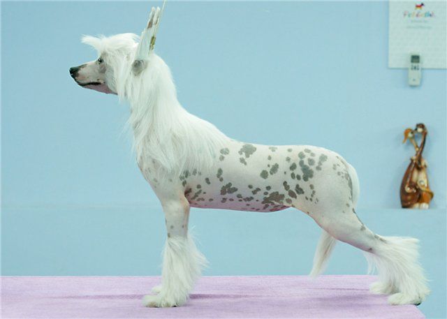 My Goodness iz Diamond Sity