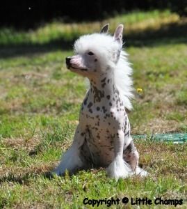 Kayenne Little Champs