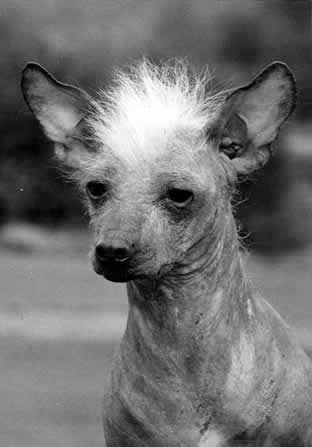 Highclass Hairless Victoria