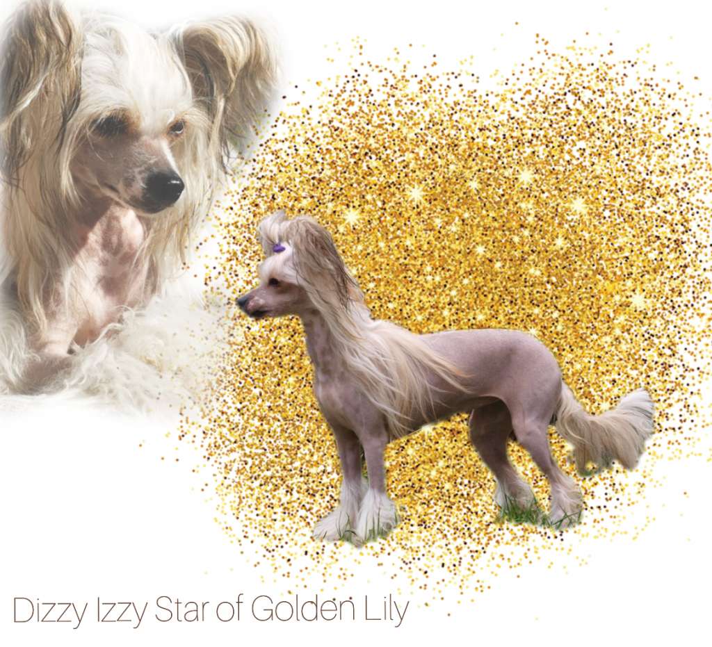 Dizzy Izzy Star of Golden Lily