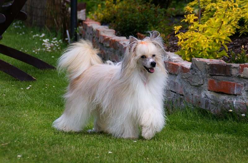 Vennaris King Of The Stars Passion & Love