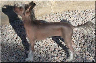 Marachinos Easy To Love For Us