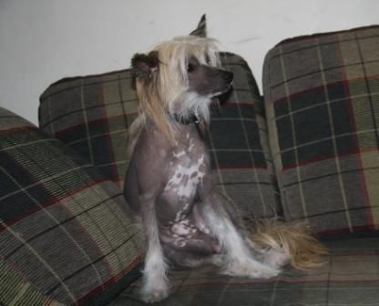 Vilgelm  iz Strany Kutha