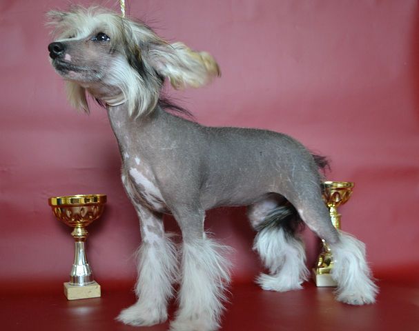 Hohlatiy glamour Haksy Drive