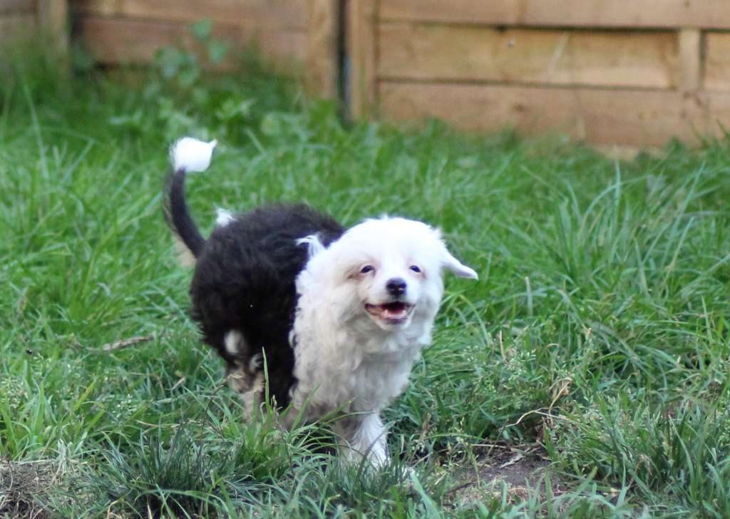 Troublemaker's Evilchen