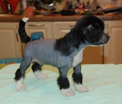 My Lucky Love Amir Stealer of Fire