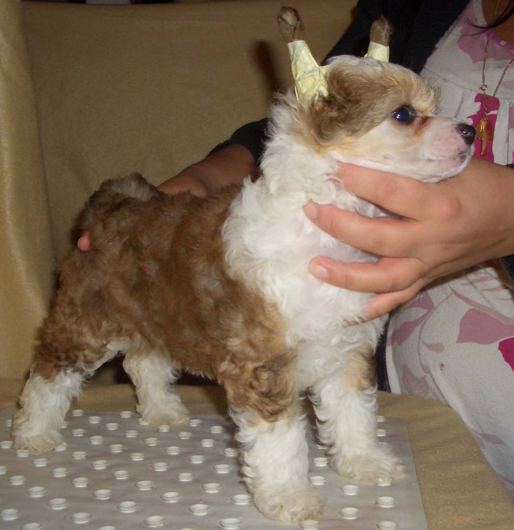 Sun-Hee's Dream About Galaxy Gold