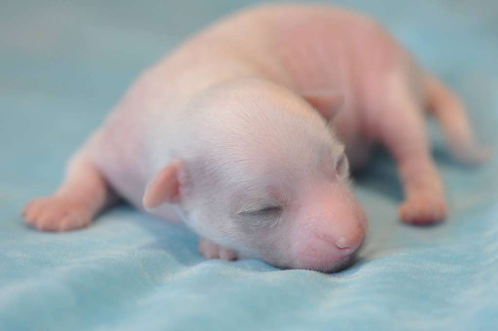 Socrate Du Pré des Trolls