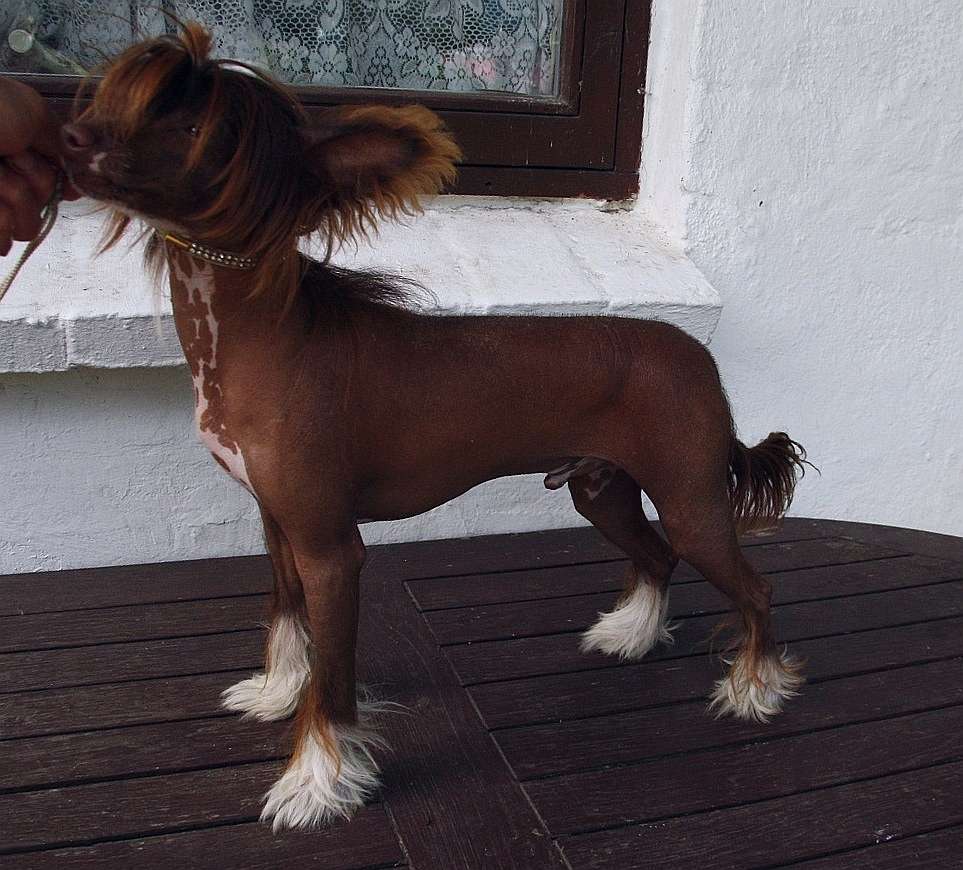 Be My Dog's Ozymandias