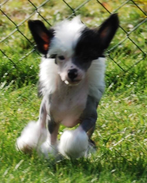 Chineseblue's Just Havi'n Fun