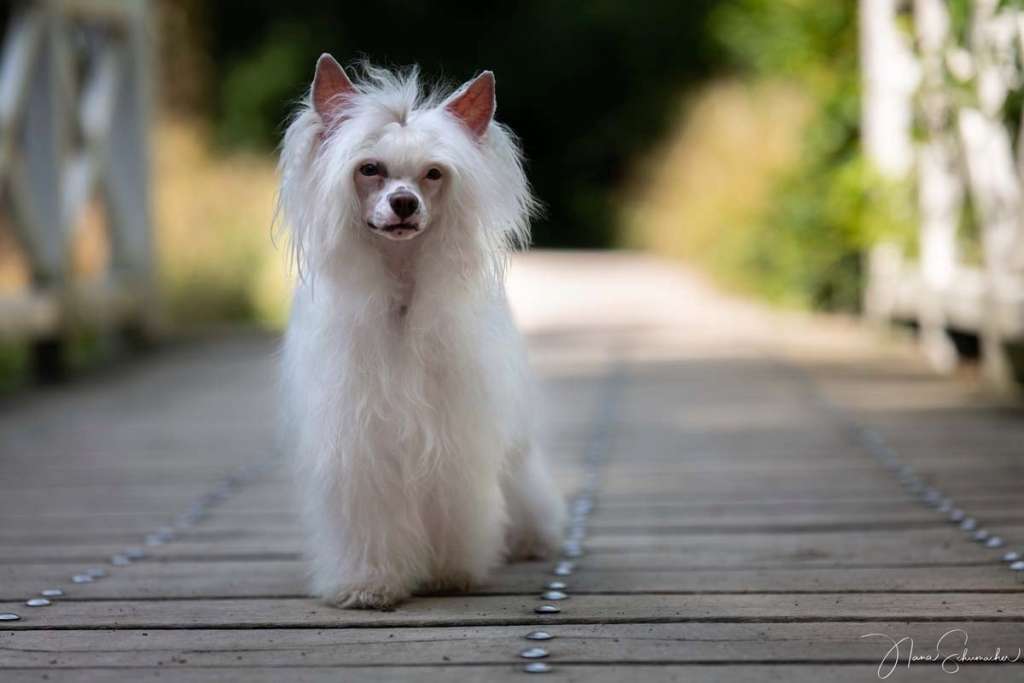 Astrid Schildmaid from Vikings Castle