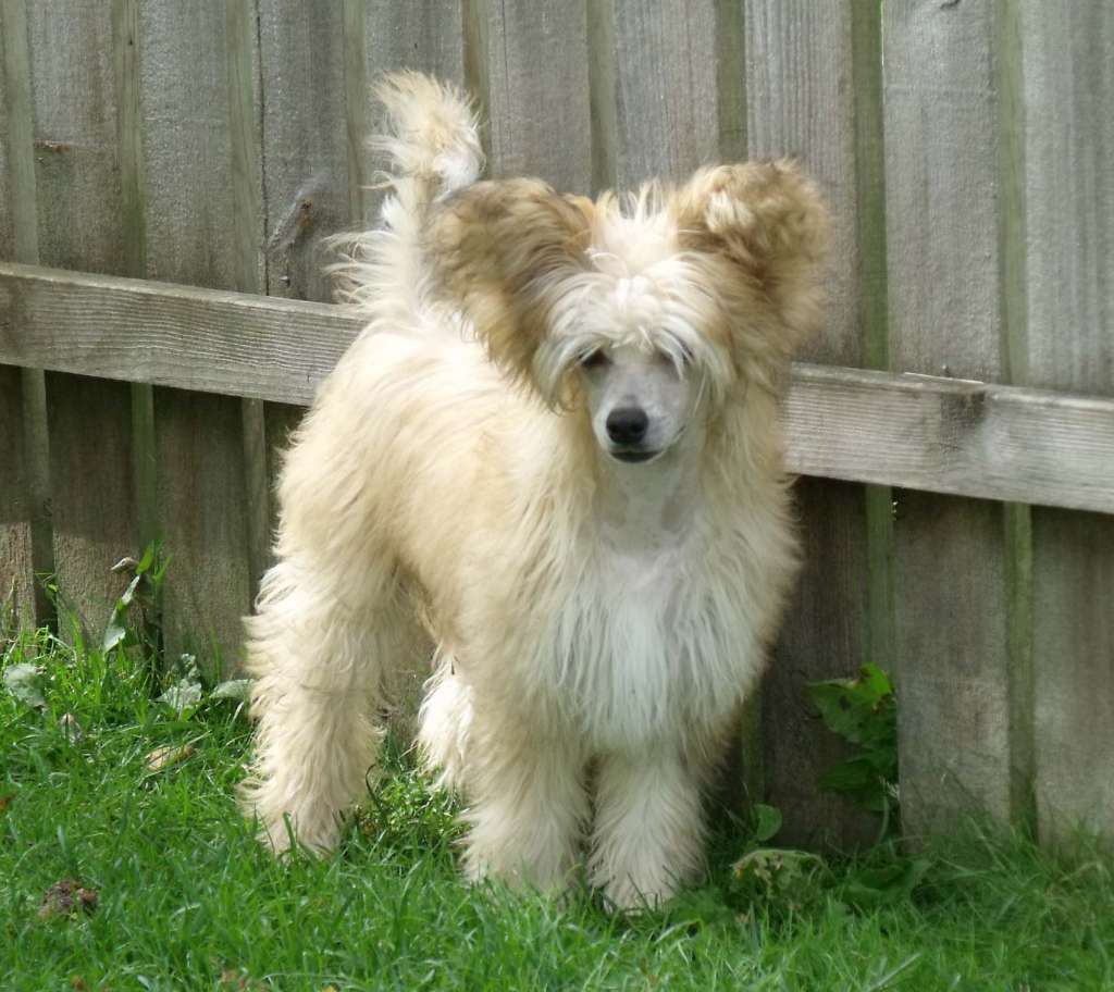 Qigous Fifth Dimension of My Dream