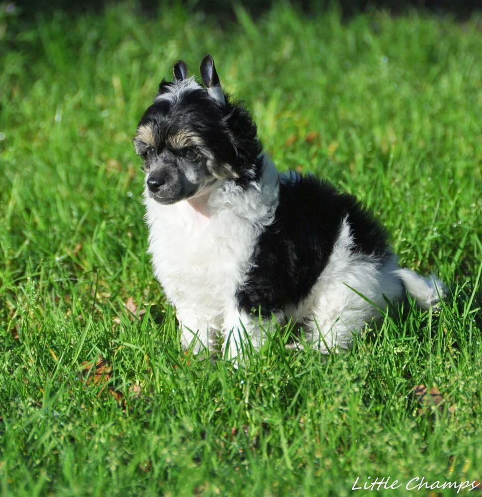 Robinson Crusoé Little Champs