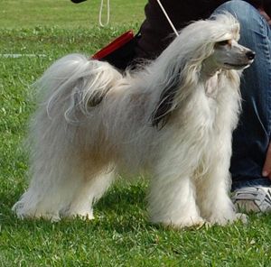 Estillinis Marróne De Chokolate