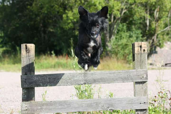 Tournais Big Black Dude