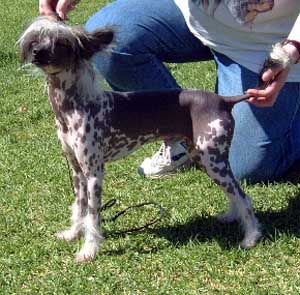 Xioma Shout At The Devil