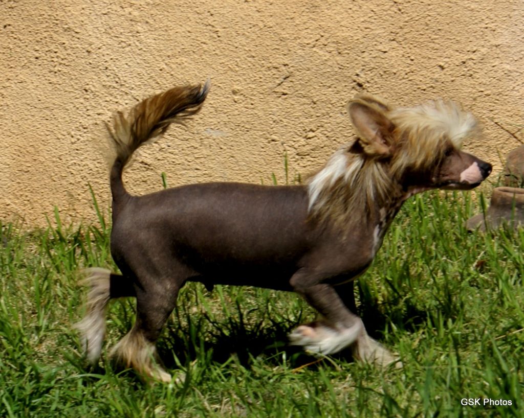 Krishna's He's A Keeper