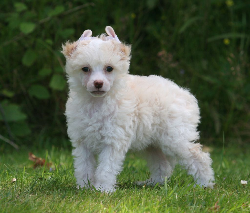 Cloud of cotton de Almamasan