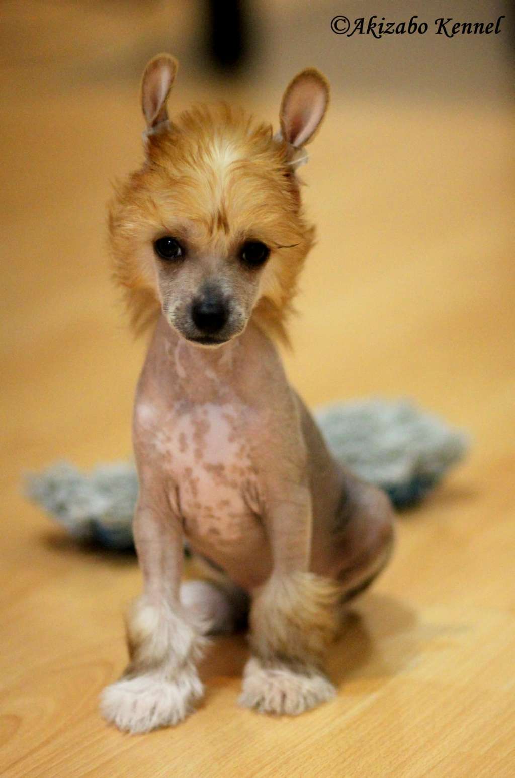 Bo To Ksiaze Akizabo