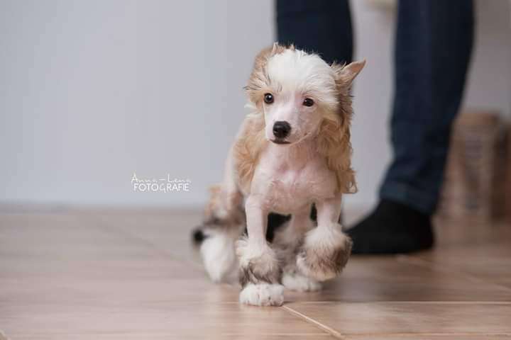 Little Rehma's Isabelle