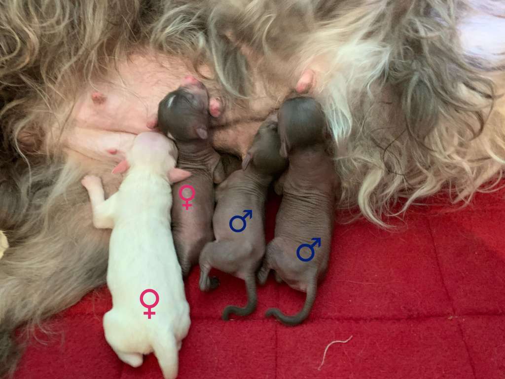 Antaris Keenset Iz Clana Timurlana