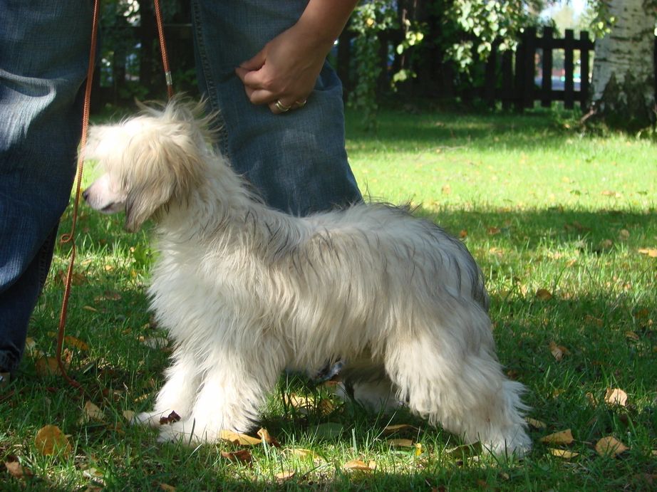 New Wave Blue Velvet de GabriTho