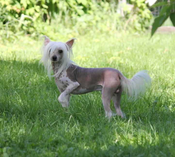 Hairicane In My Birthday Suit Gardine