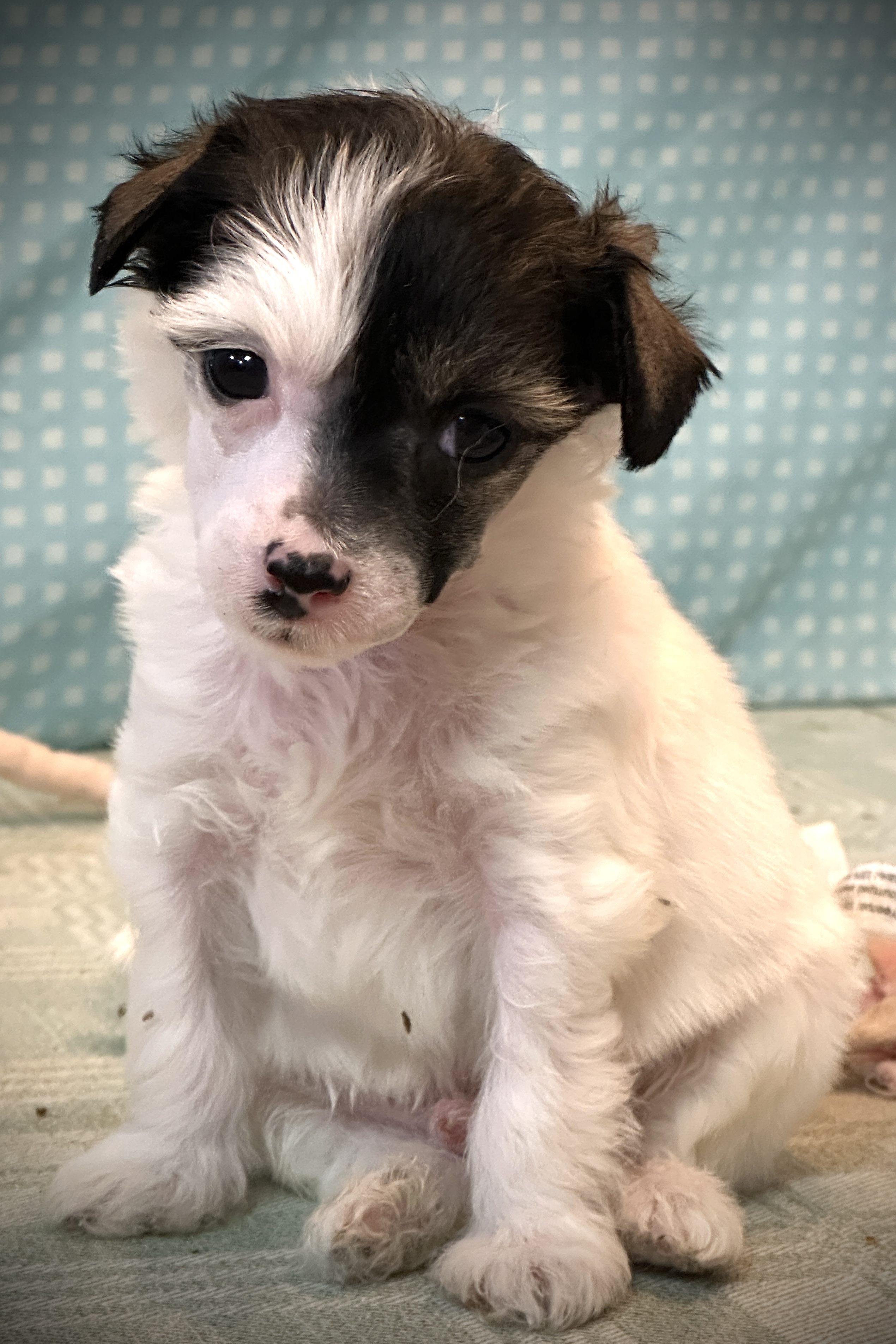 Prefix Love Peace And Rock 'N' Roll