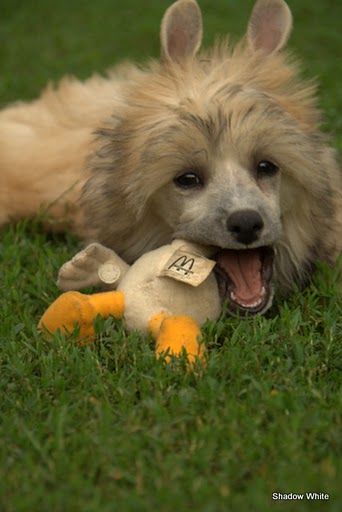 Shadow White Mister Machiavelli