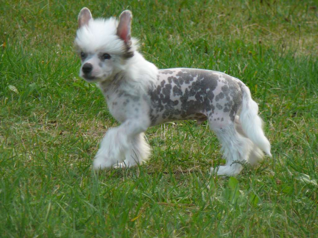 Drak z Jestrebiho kralovstvi