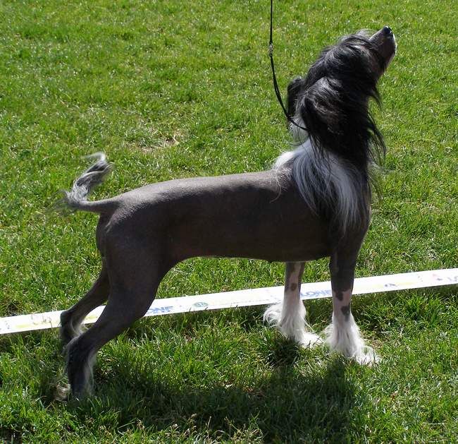 Zipolino's Birdie Nam Nam