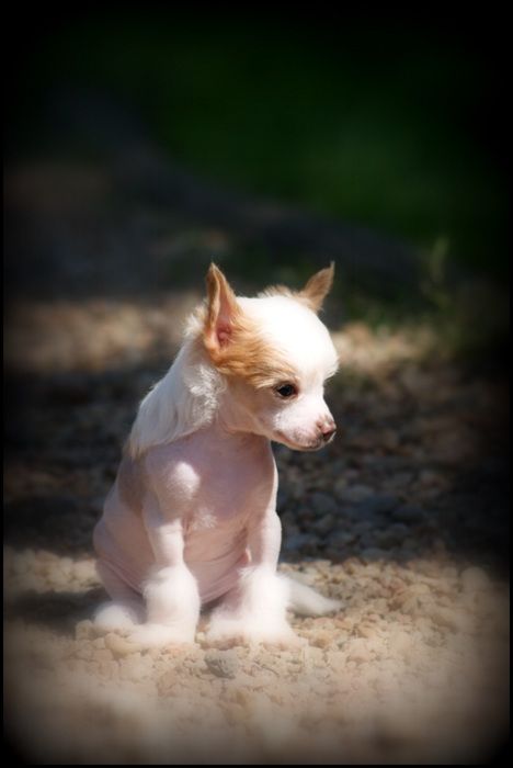 Harvest Moon Du Coeur Des Tenebres