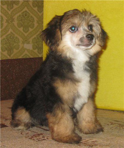 Angel O' Check Vostochnaya Prinsessa