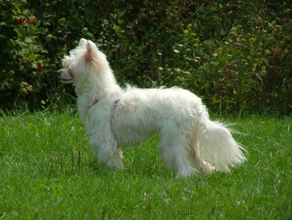 Tapscott's Legacy of Cybis