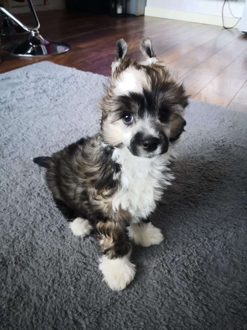 Evolet Grunt To Gracie