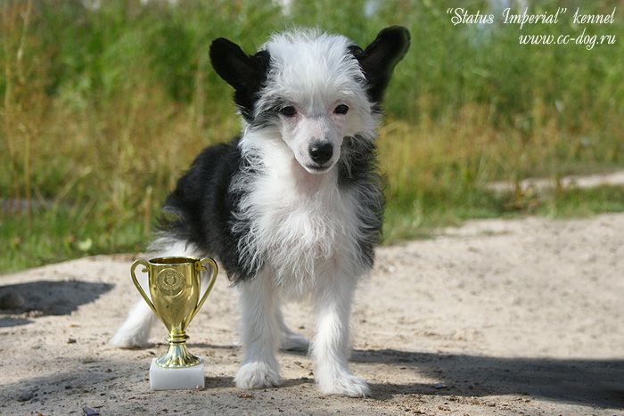 Status Imperial Black Orchid