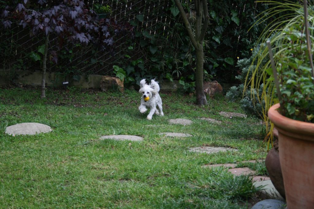 Lowa's Send In The Clowns