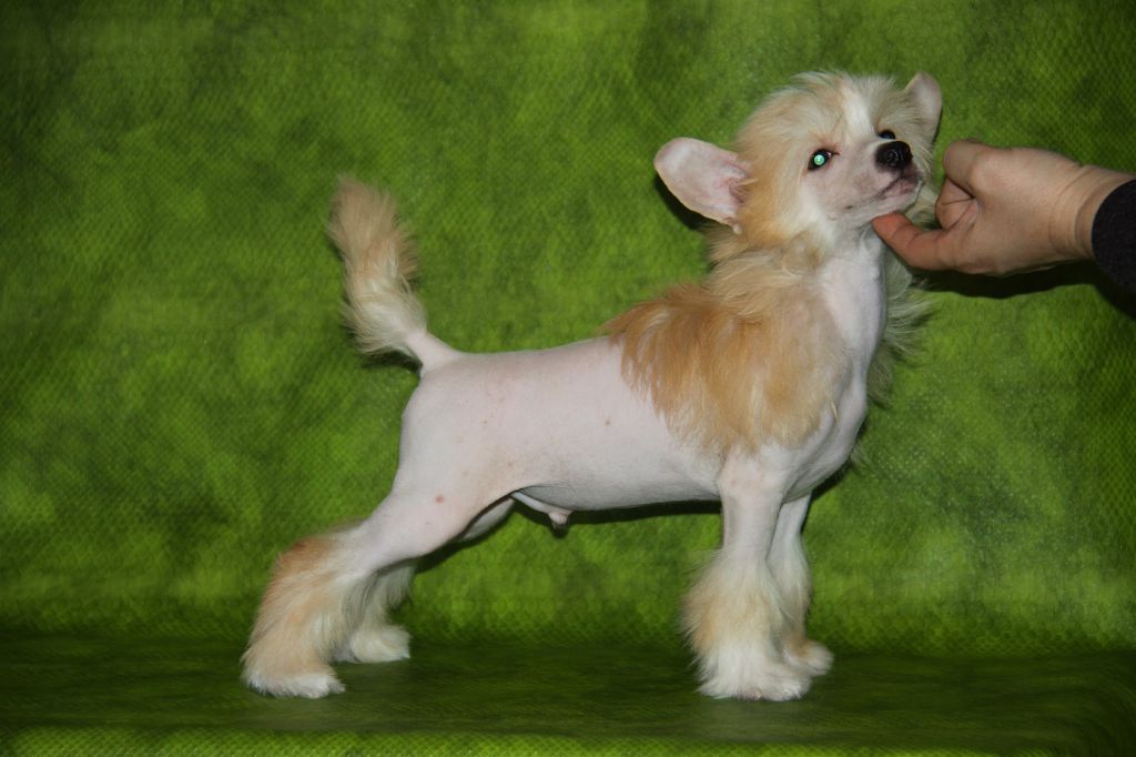 Zheneva-Debjut Etore