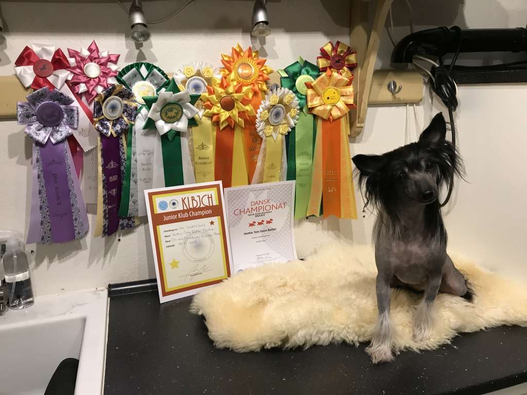 CH Hottie Tots Even Better