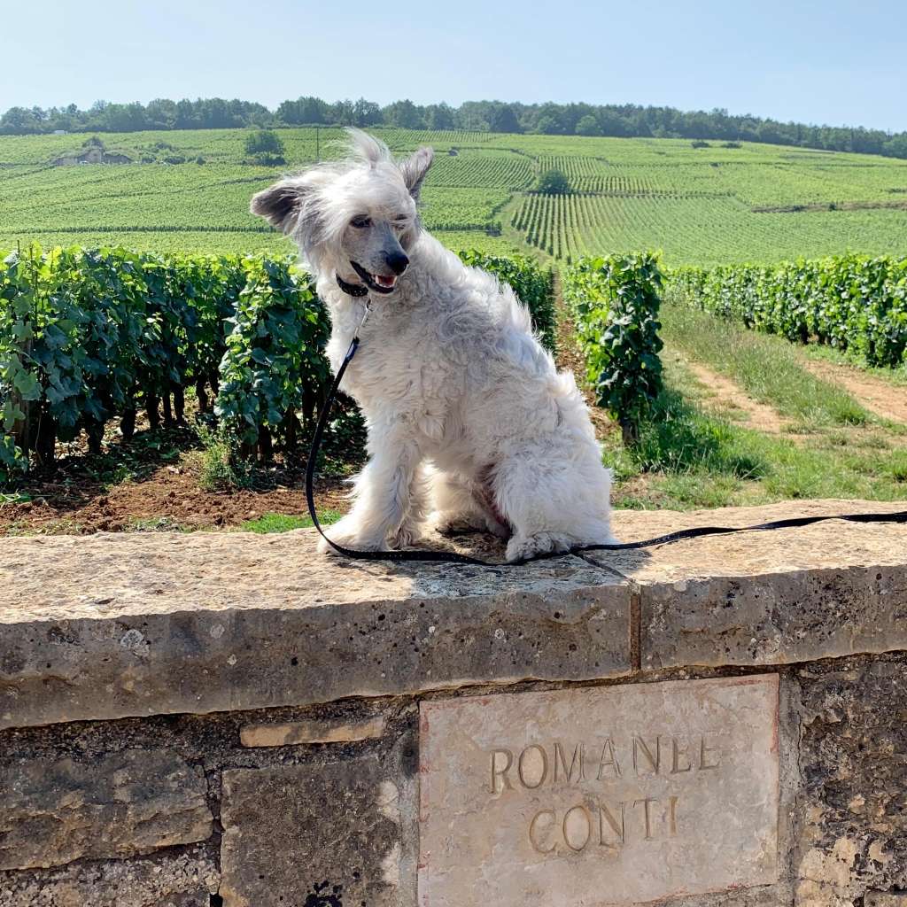 Bellie Sweet Dream River