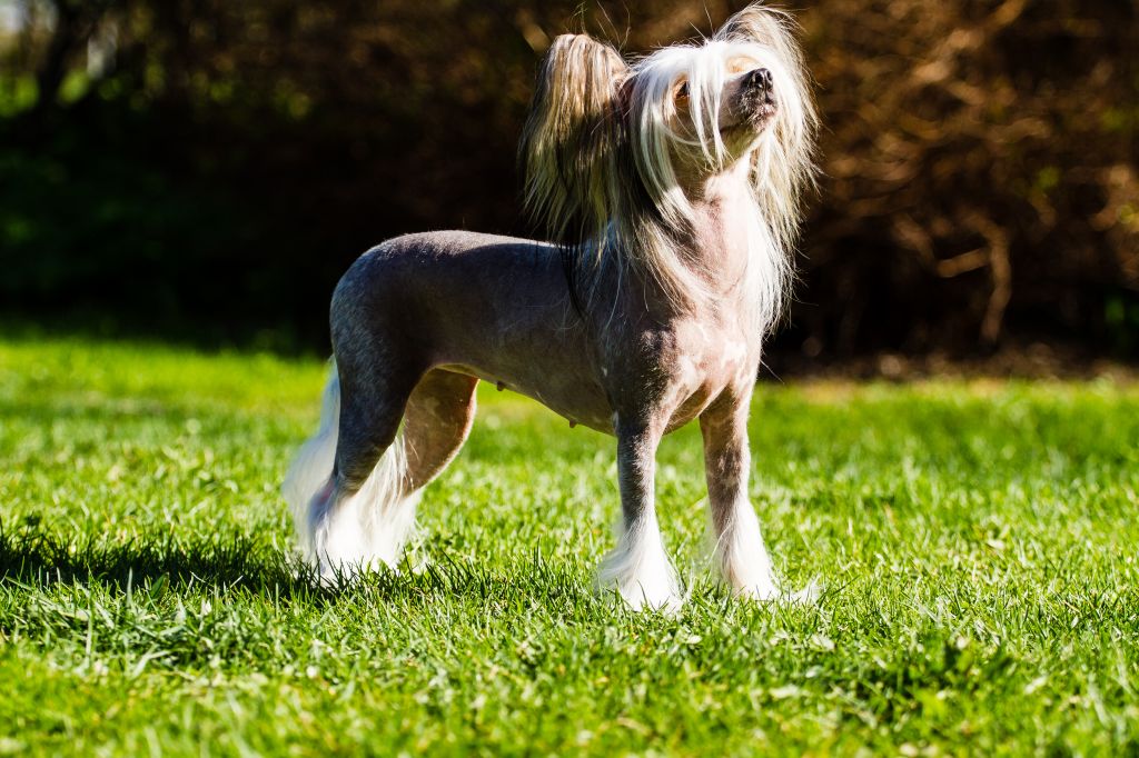 Choco-Bit Jenny Curran-Gump