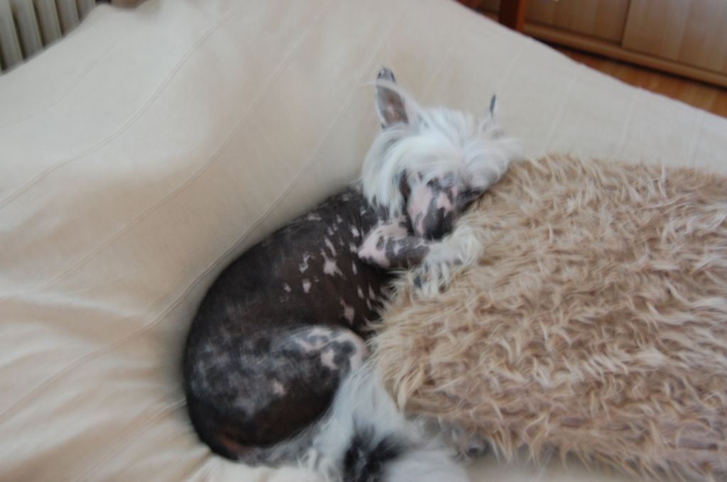        Twice as Nice Ninja Penguin