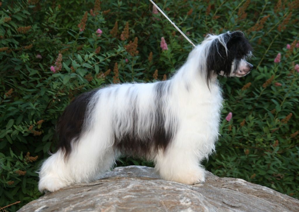 Crestwood Quality Controller