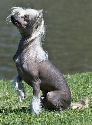 SaTaMu Heavenly Khagan