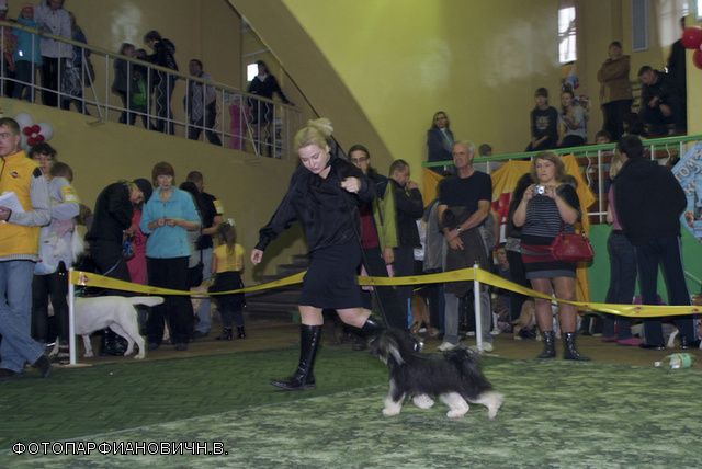 Chaina Dzhedai Polnochnaya Raduga