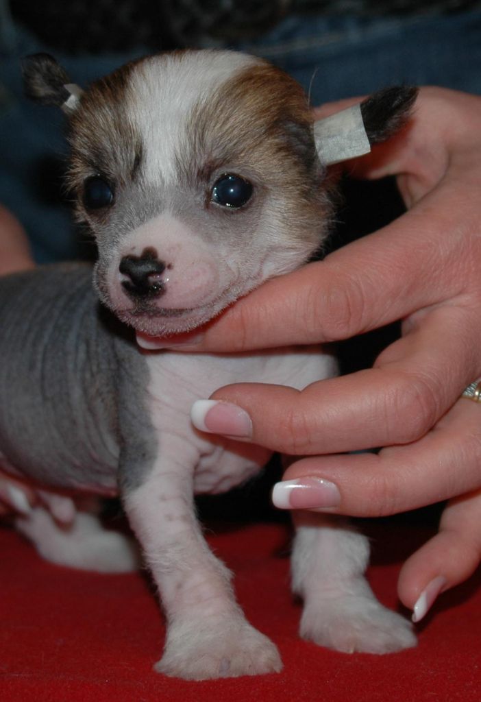 Fine Design Little Champs