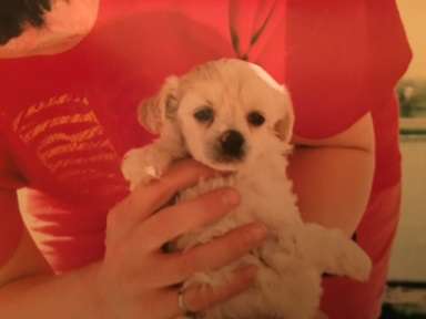 Pahlavi Miss Lillie Wind