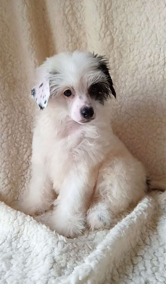 Katrin Cherished Dream