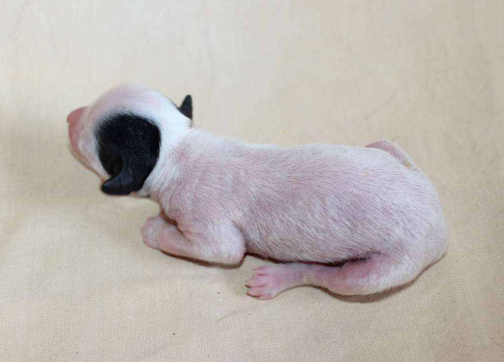 Charuyuschiy Soblazn Katarina the heavenly rainbow